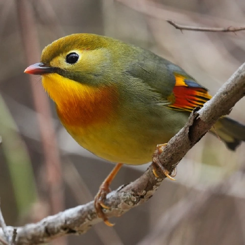 ソウシチョウ @ゴールデンコメット