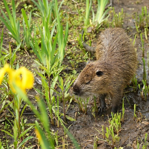ヌートリア @ゴールデンコメット