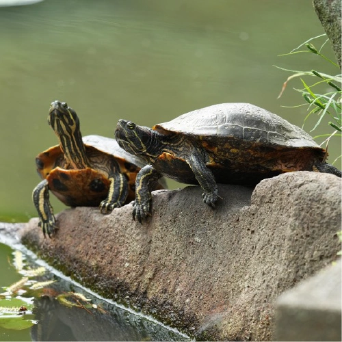 ミシシッピアカミミガメ @ゴールデンコメット