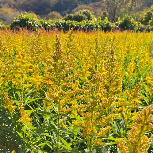 セイタカアワダチソウ @まつお