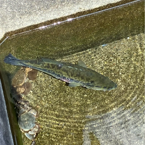 オオクチバス @omizu0809