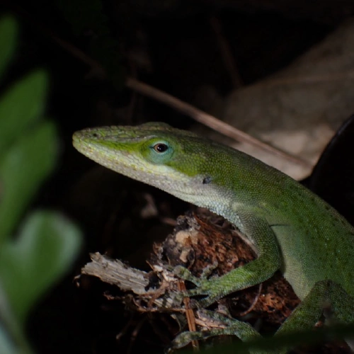 グリーンアノール @白バイガエルII