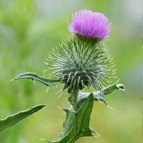 アメリカオニアザミ @ゴールデンコメット