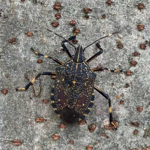 キマダラカメムシ @蓮見