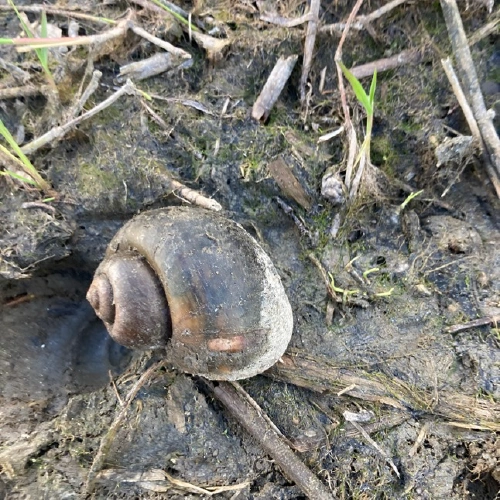 スクミリンゴガイ @ryoikeda