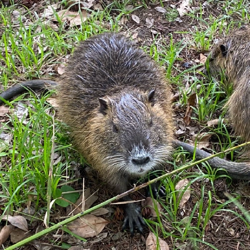 ヌートリア @ゆういちろ
