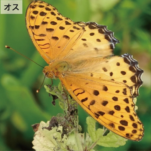 ツマグロヒョウモン オス @ゴールデンコメット