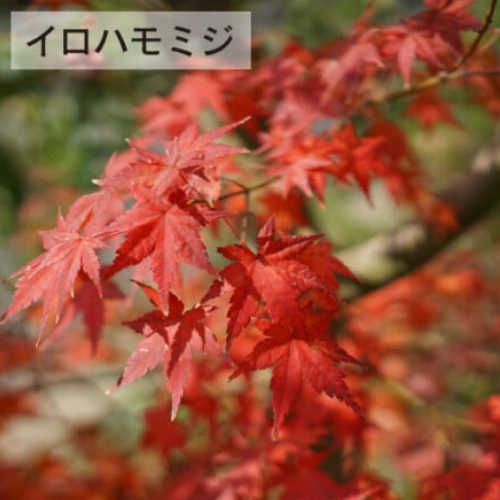 イロハモミジ @まっさ