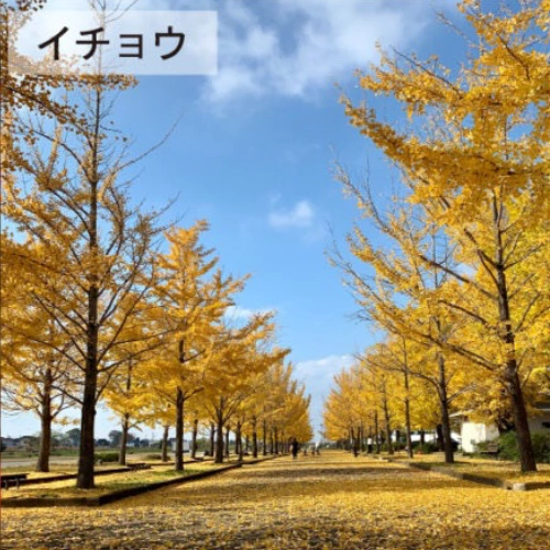 イチョウ @hiro-ma