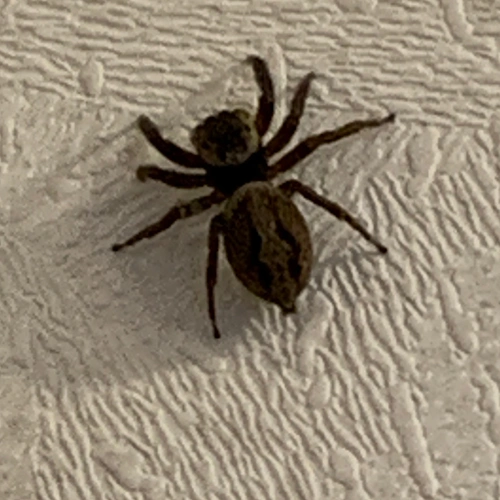 アダンソンハエトリ @testu...