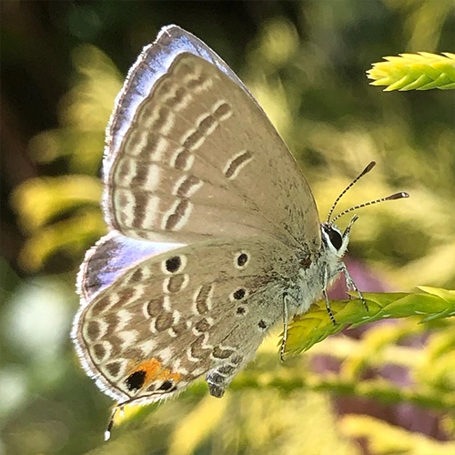 クロマダラソテツシジミ @里山騎士団