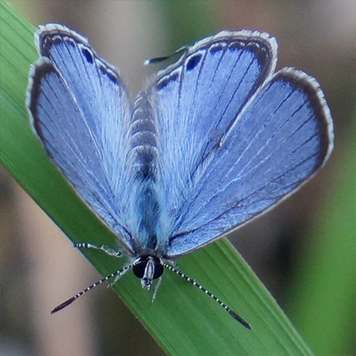 クロマダラソテツシジミ @ゴールデンコメット