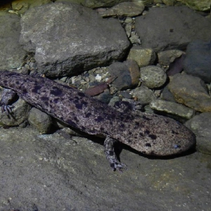 オオサンショウウオ @どすこいパイナポー