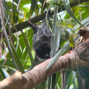 オガサワラオオコウモリ @蛍石