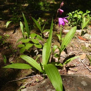 シラン @BLUE GILL（あおえら）