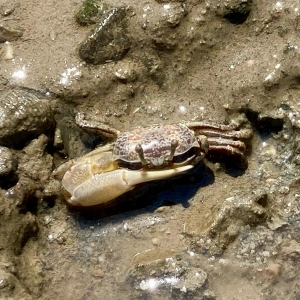 ハクセンシオマネキ @ナガレホトケドジョウ斑紋型