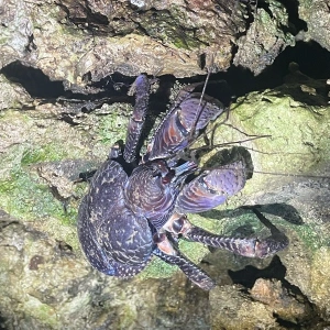 ヤシガニ @てらもとたいせい