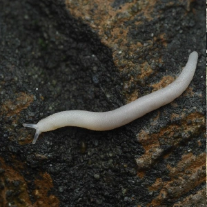 イボイボナメクジ @A.osakana