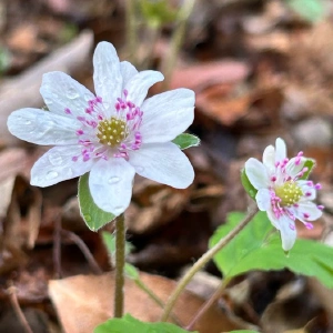 ミスミソウ @広島カープファン