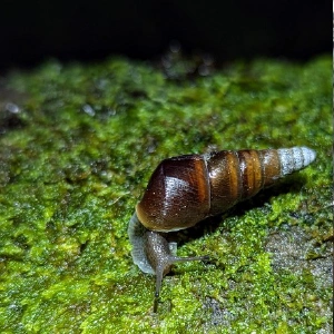 オオギセル @Goblinshark