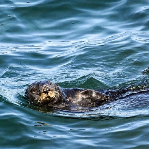 ラッコ @つよしまる