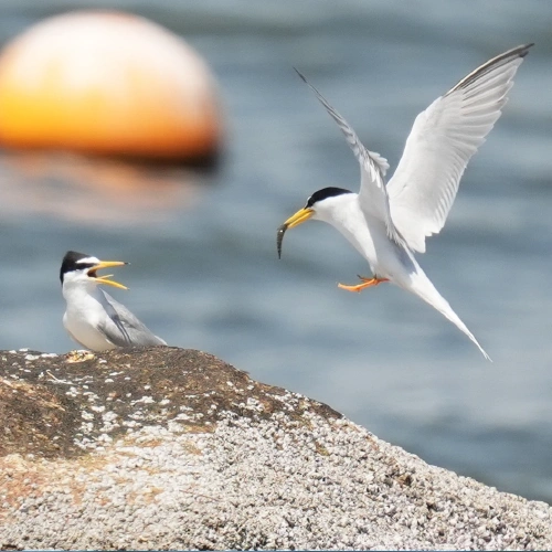 コアジサシ @ゴールデンコメット