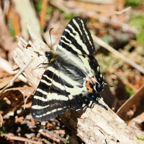 ギフチョウ @WbigD