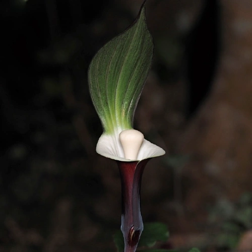 ユキモチソウ @KEITEN