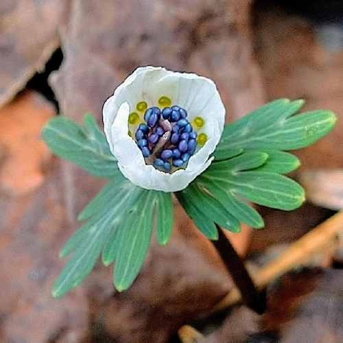 セツブンソウ @takeyumi