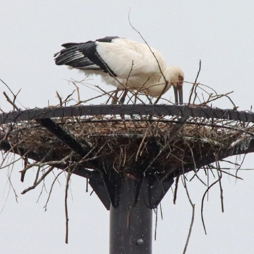 コウノトリ @t-kus