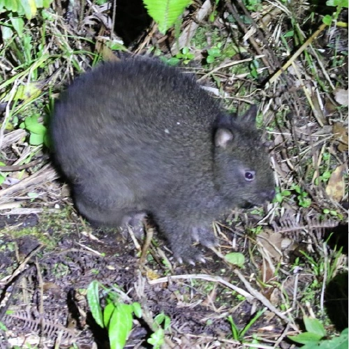 アマミノクロウサギ @チュウタロウ