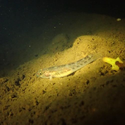 オガサワラヨシノボリ @イワセ