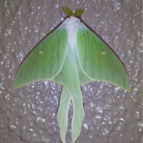 オナガミズアオ @a_totoro