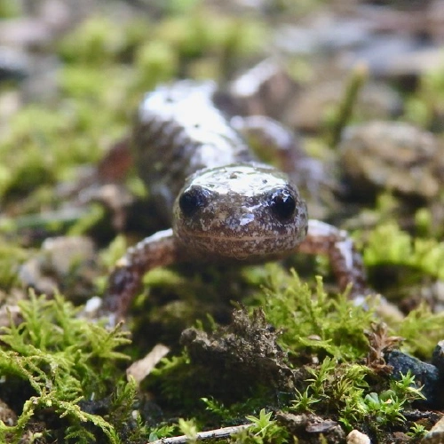 セトウチサンショウウオ @クロマメ5号