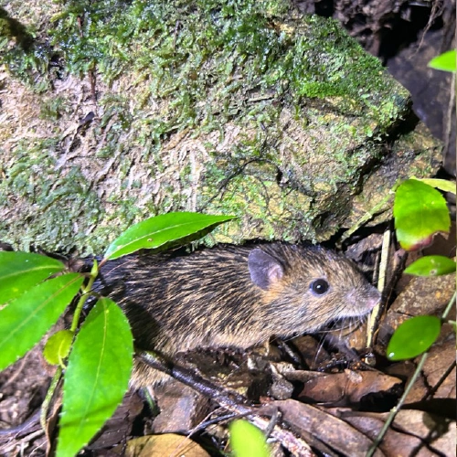 アマミトゲネズミ @蛍石