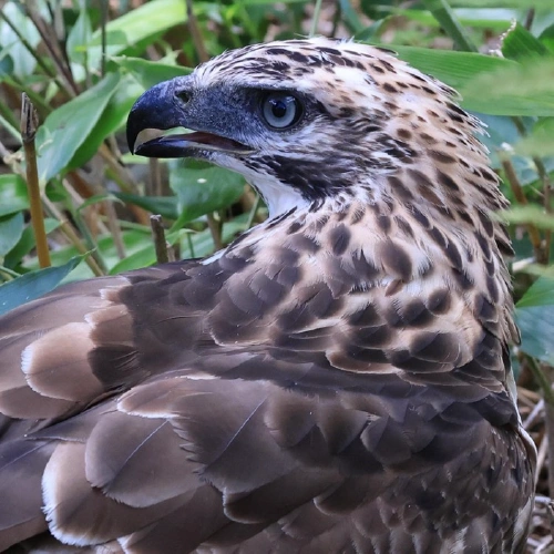 クマタカ @レオ8