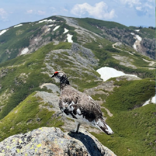 ライチョウ @Kuwatch