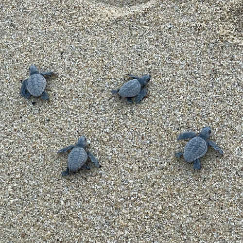 アカウミガメ @菅野修也