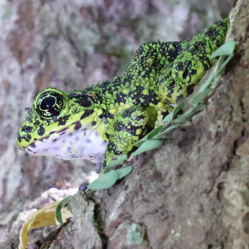 アマミイシカワガエル @yotan