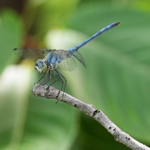 ナニワトンボ @ゴールデンコメット
